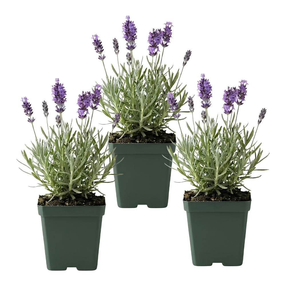 3 English Lavender Flower Plant, 3" Potted Plant, Easy Care Herb Garden Starter, Aromatic Purple Blossom Plant for Home and Office