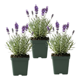 3 English Lavender Flower Plant, 3" Potted Plant, Easy Care Herb Garden Starter, Aromatic Purple Blossom Plant for Home and Office