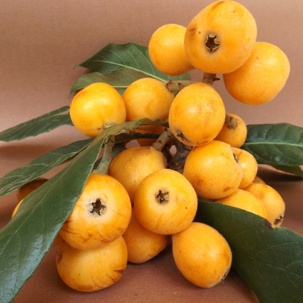 (No Ship to CA,HI,AK) Loquat Tree, Sturdy 3 Gallon Potted Edible Fruit Tree Starter, High-Vigor Evergreen Plant for Home Landscapes, Resilient Subtropical Shade Tree for Backyard Orchards