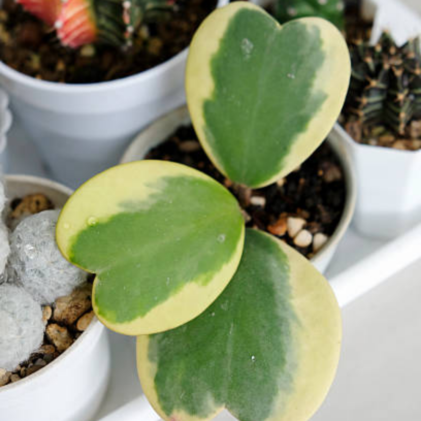 2 Variegated Hoya Heart Plant, 2 Inch Pot Size, Potted Indoor Plant, Small Decorative Plant for Bright Indoor Areas and Shelves