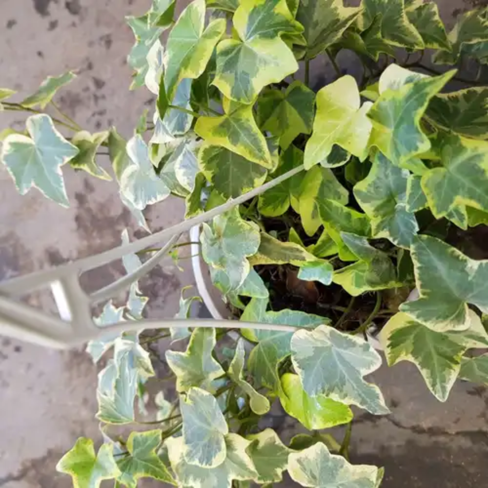 Variegated Wax Ivy Live Plants in 4 Inch Pot | Fast-Growing Ivy for Fresh Indoor | Low-Maintenance Trailing Houseplant for Windowsills, Shelves & Hanging Displays | Easy to Grow