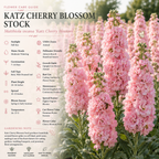 50 Pcs Stock Katz Cherry Blossom Seeds, Heirloom Non-GMO Annual, Low Maintenance Cold-Hardy Pastel Pink Blooms for Cut Floral Bouquets
