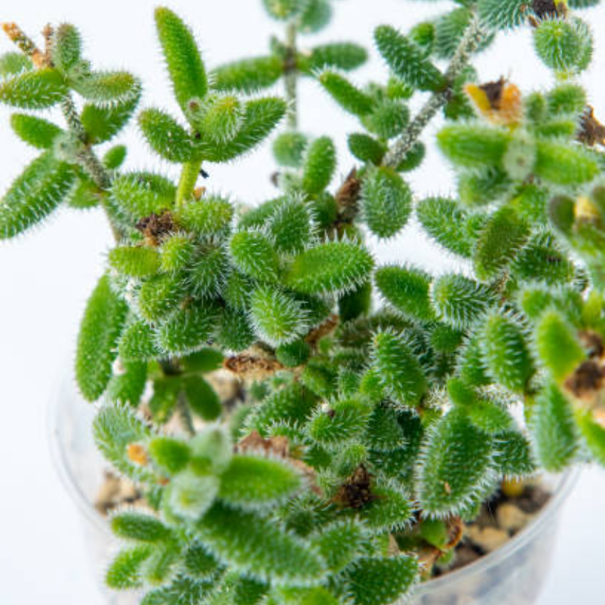 2 Rare Live Succulent Cactus Plants, Pickle Plant Delosperma Echinatum 4 Inch Potted, Unique Succulent for Indoor Display and Collections