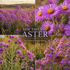 300 Pcs New England Aster Seeds for Planting Outdoors, Non-GMO Heirloom Perennial Flowers, Low Maintenance Purple & Pink Blooms for Fall Yard Borders