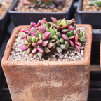 Anacampseros Sunrise Succulents in 2 Inch Pot, Anacampseros Telephiastrum, Ideal for Modern Home Décor, Desk Displays & Plant Collections