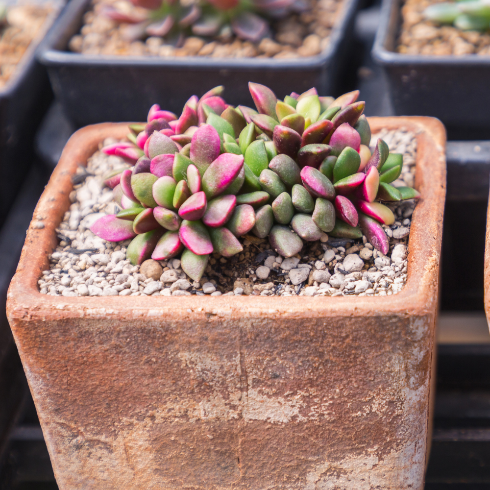 Anacampseros Sunrise Succulents in 2 Inch Pot, Anacampseros Telephiastrum, Ideal for Modern Home Décor, Desk Displays & Plant Collections