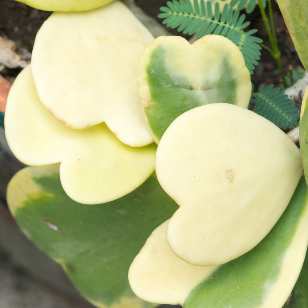 2 Variegated Hoya Heart Plant, 2 Inch Pot Size, Potted Indoor Plant, Small Decorative Plant for Bright Indoor Areas and Shelves