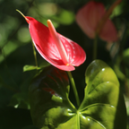 Red Anthurium Live Plant in 4 Inch Pot, Live House Plants, Great for Home & Office Styling, Succulent Arrangements & Beginner Growers