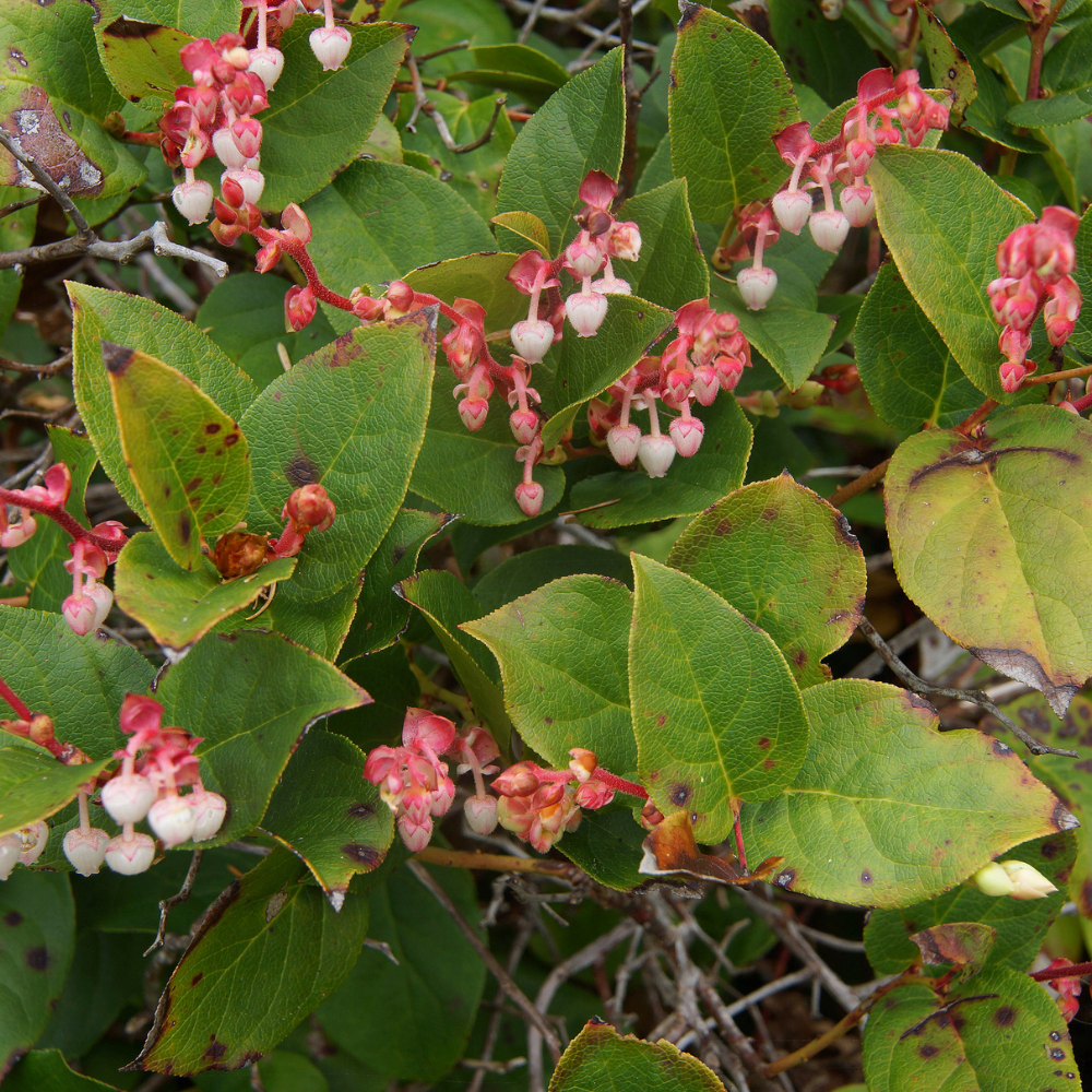 Live Salal, 6" Bare Root Starter Plant, Cold-Hardy Gaultheria Shallon Evergreen, Well-Rooted Native Shrub for Shade Gardens