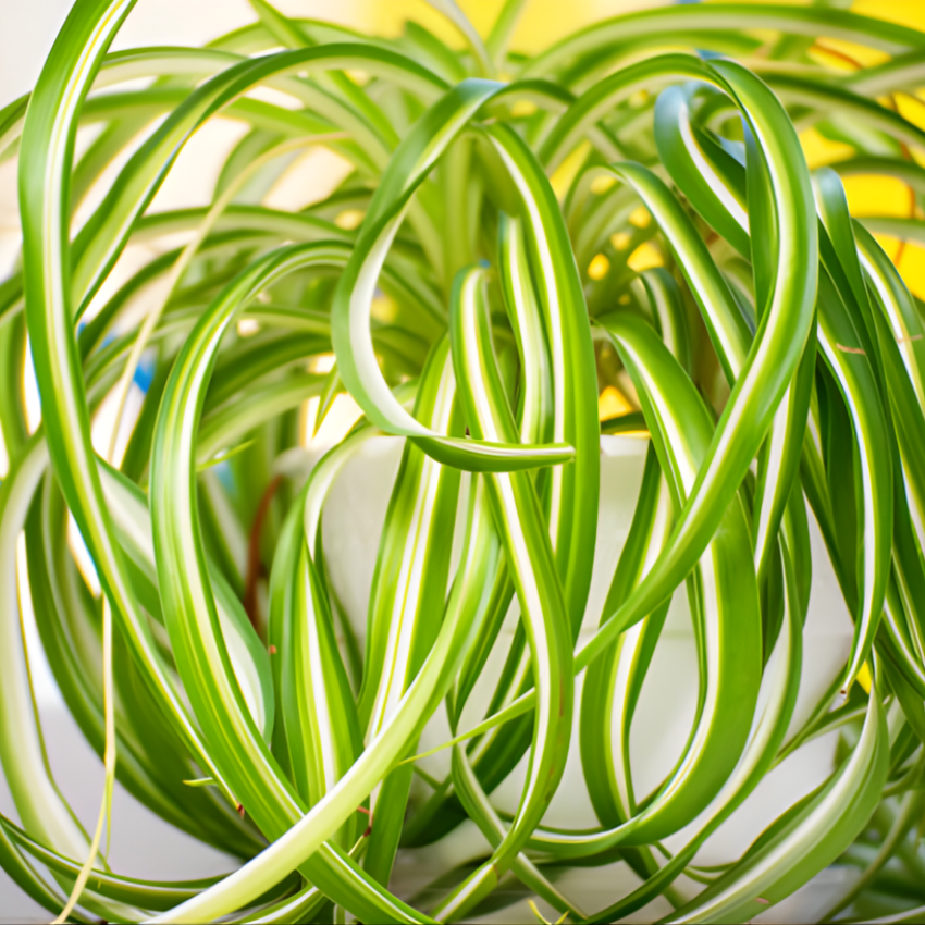 Curly Spider Plant Live in 2 Inch Pot, Live Spider Plants Indoor, Air-Purifying, Low Maintenance, Perfect for Home and Office Décor, Easy Care Starter Plants