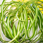 Curly Spider Plant Live in 2 Inch Pot, Live Spider Plants Indoor, Air-Purifying, Low Maintenance, Perfect for Home and Office Décor, Easy Care Starter Plants