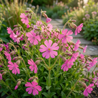 300 Pcs Nodding Catchfly Seeds, Heirloom Non-GMO Wildflowers, Low Maintenance Cold-Hardy Drooping Pink Blooms for Yard Borders