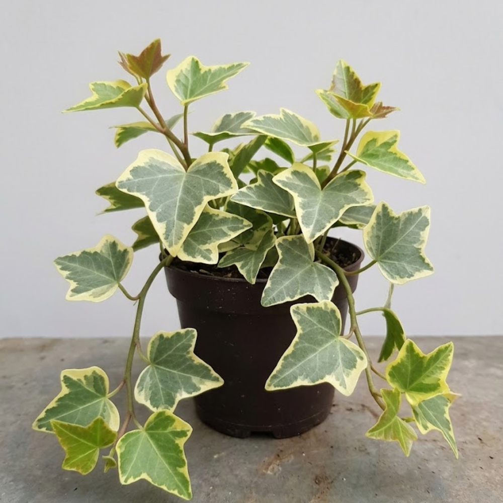 Wax Ivy Live Plants in 4 Inch Pot | Hardy Variegated English Ivy Indoor Plant for Fresh Home | Low-Maintenance Houseplant Ideal for Home Décor