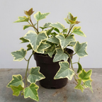 Wax Ivy Live Plants in 4 Inch Pot | Hardy Variegated English Ivy Indoor Plant for Fresh Home | Low-Maintenance Houseplant Ideal for Home Décor