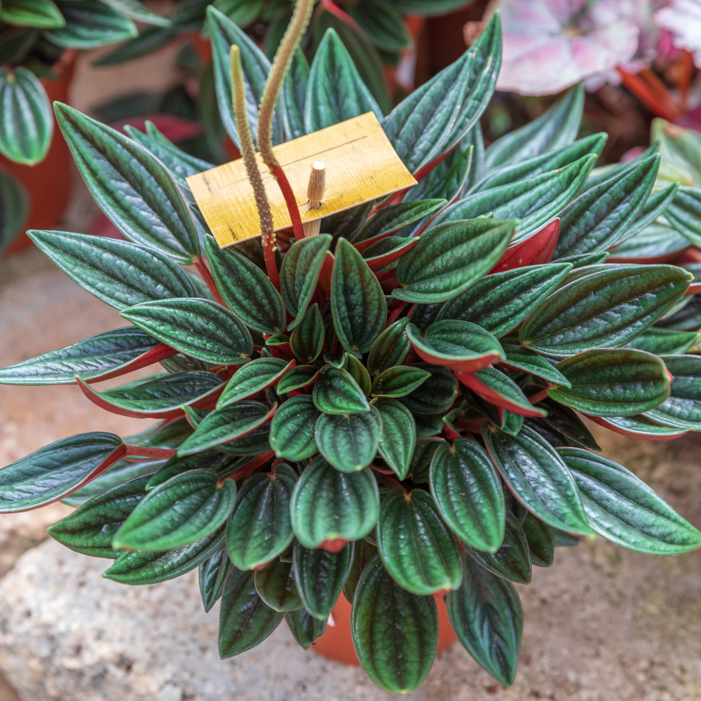 Peperomia Live Plant, Peperomia ‘Rosso’, 4" Pot, Easy Care Indoor Greenery, Decorative Pointed Foliage for Desks and Bright Spaces