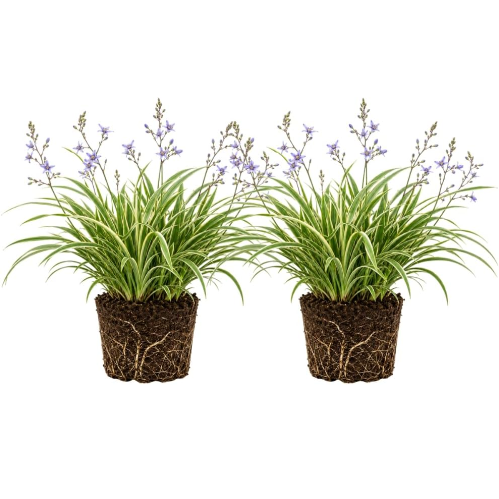 Flax Lily Plants, 4-6 Inch Tall, Grow Robust, Easy to Care Ornamental Foliage for Patio Landscapes