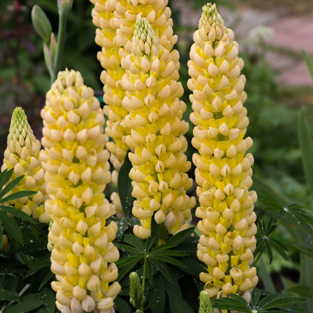 50 Pcs Yellow Russell Lupine Seeds for Planting Outdoors, Non-GMO Heirloom Wildflowers, Low Maintenance Tall Golden Floral Spikes for Yard Borders