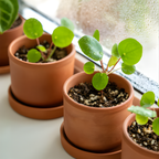Pilea Peperomioides Live House Plant in 2 Inch Pot, Chinese Money Plant Live for Planting, Compact Indoor Plant for Modern Home & Office Settings, Real Plants for Easy Indoor Gardening