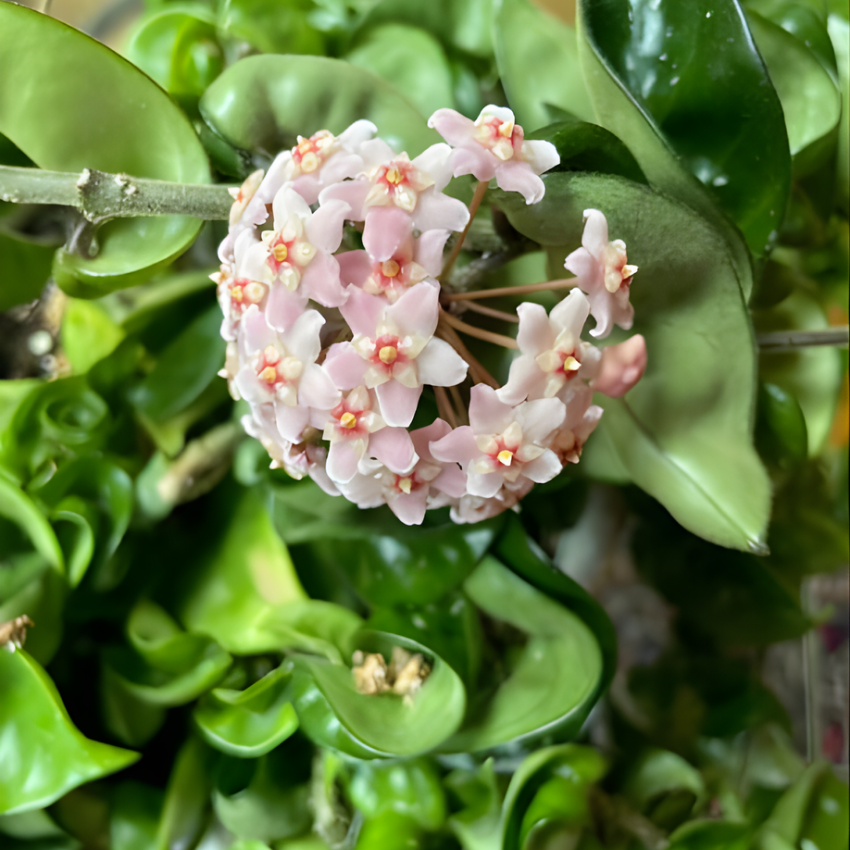 Hoya Rope Plant, Hoya Hindu Rope in 4" Pot, Easy Care Indoor Greenery, Curled Wax Foliage for Shelves and Small Spaces