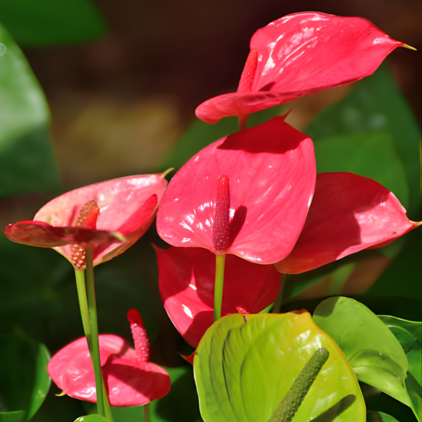 Red Anthurium Live Plant in 4 Inch Pot, Live House Plants, Great for Home & Office Styling, Succulent Arrangements & Beginner Growers
