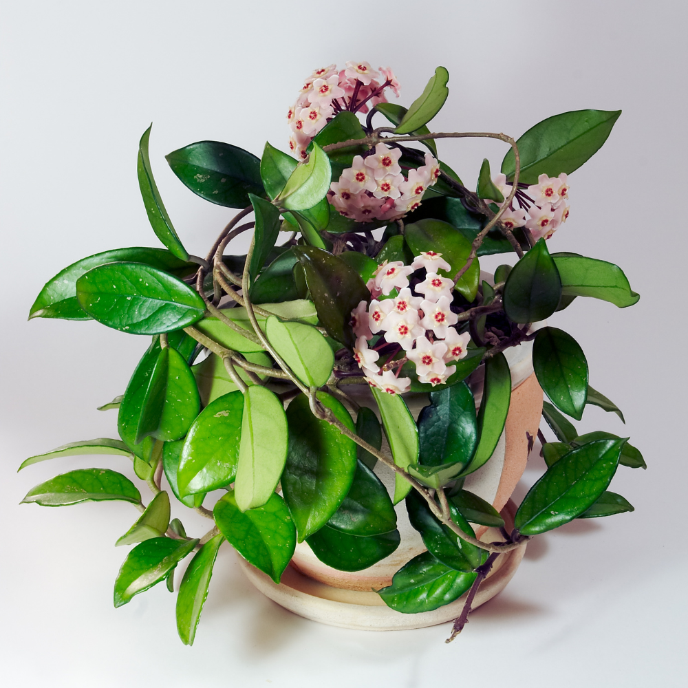 Hoya Rope Plant, Hoya Hindu Rope in 3" Pot, Easy Care Indoor Greenery, Curled Wax Foliage for Shelves and Small Spaces