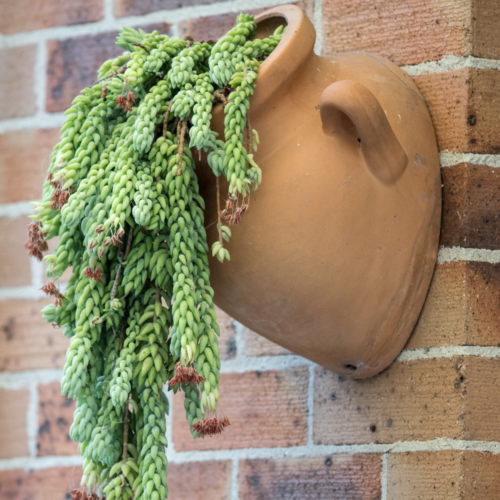 Live Succulents Donkey Tails in 4 Inch Pot, Air-Purifying, Low Maintenance, Perfect for Home and Office Décor, Easy Care Starter Plants