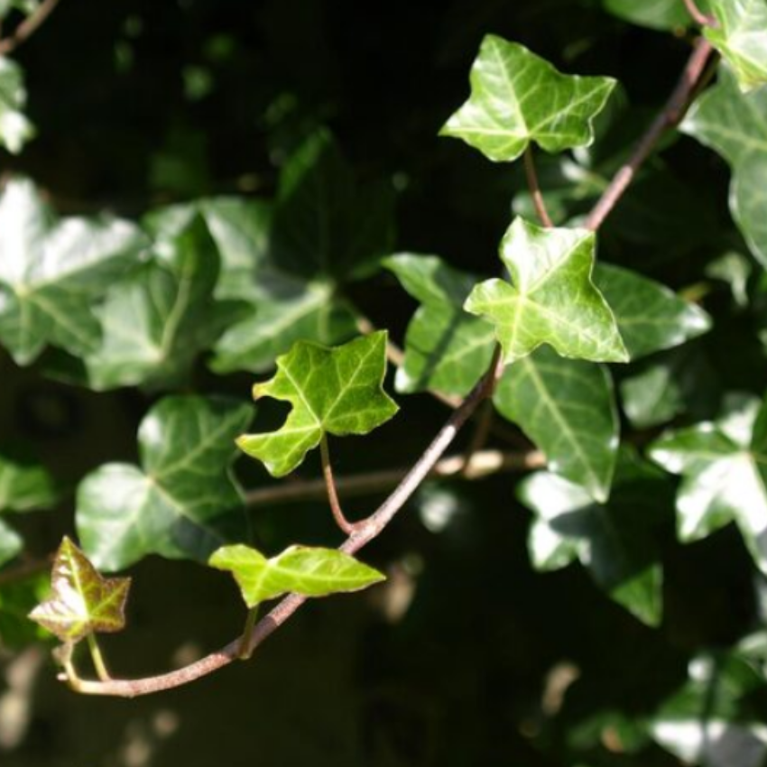 2 Swedish Ivy Plants Live House Plants | Swedish Ivy in 3.25 Inch Pot | Lush Trailing Greenery for Indoor Spaces, Desks & Window Areas