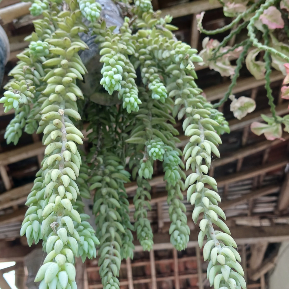 2 Live Succulents Donkey Tails in 4 Inch Pot, Air-Purifying, Low Maintenance, Perfect for Home and Office Décor, Easy to Grow