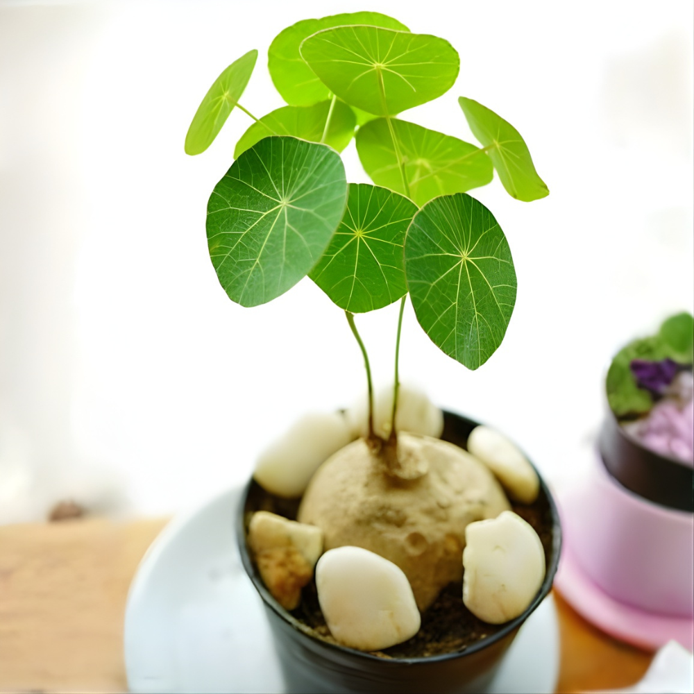Stephania Cephalantha Live Plant in 3.5 – 4" Inch Pot | Small Caudex Houseplant | Low-Maintenance Indoor Vine | Great for Home & Office Décor