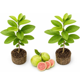 2 Count Pink Guava Tree Live Plant | Tropical Fruit Tree | Home Garden | 6-10 Inch Young Guava Plants | Easy to Grow & Fruiting