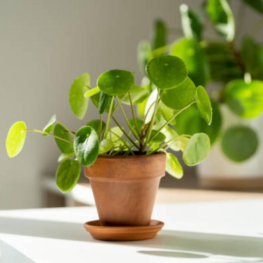 Pilea Peperomioides Plant Live in 6 Inch Pot, Chinese Money Plant Live for Planting, Compact Indoor Plant for Modern Home & Office Settings, Real Plants for Easy Indoor Gardening