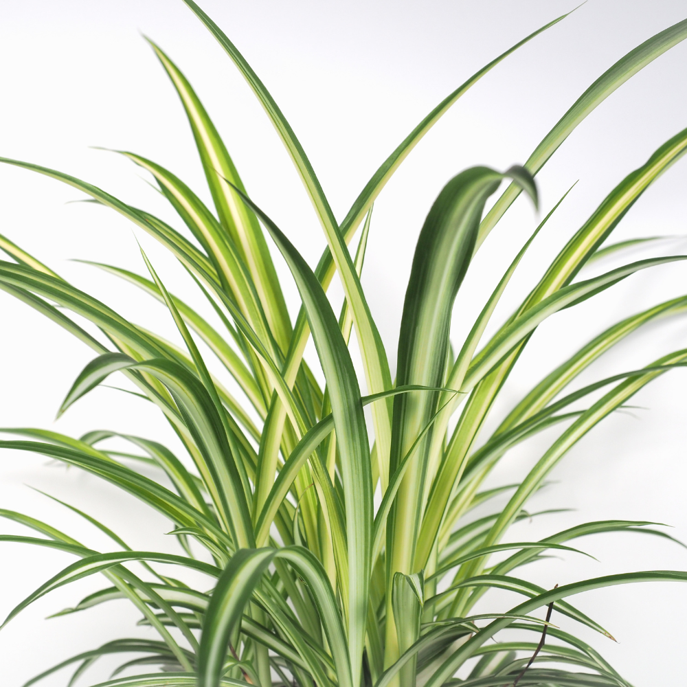 2 Spider Plants Live House Plants, Spider Plant in 2 Inch Pot, Low Maintenance, Thrives in Home & Office, Perfect for Plant Enthusiasts
