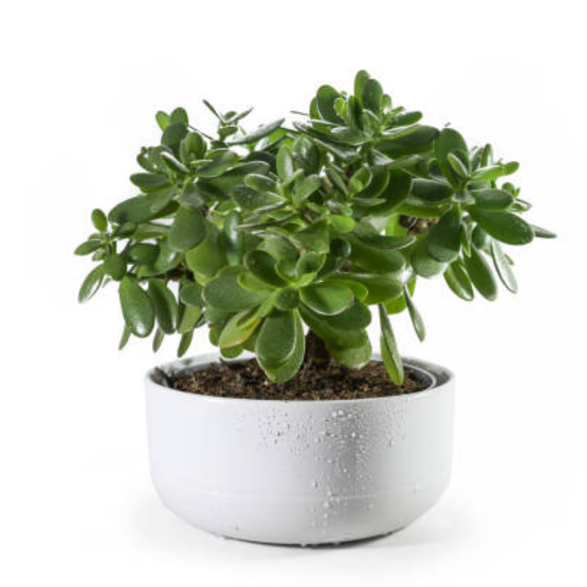 Jade Plant Live, Crassula Ovata in 2 Inch Pot, Air-Purifying, Low Maintenance, Perfect for Home and Office Décor, Easy Care Starter Plants
