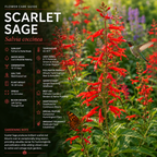 100 Pcs Scarlet Sage Seeds, Heirloom Non-GMO Flowers, Low Maintenance Vibrant Tubular Blooms for Hummingbirds