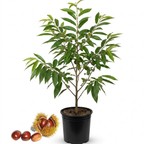 Chinese Chestnut Tree, 3 Gallon Pot, Low Maintenance Nut-Bearing Shade Tree for Homeowners, Resilient Cold-Hardy Plant for Edible Landscapes & Roasting Nuts