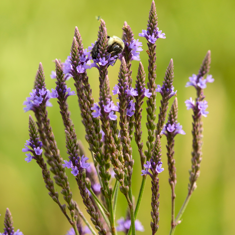 200 Pcs Blue Vervain Seeds for Planting Outdoors, Non-GMO Heirloom Perennial Flowers, Low Maintenance Purple-Blue Spikes for Moist Yard Borders