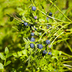 2-Pack Huckleberry Plant, Bare Root Seedlings, 3-4" Rooted Cuttings, Cold-Hardy Native Deciduous Shrub, Well-Rooted Small Starter Plants for Home Garden