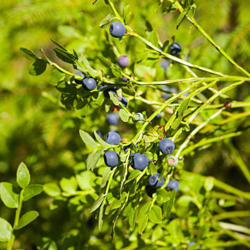 2-Pack Huckleberry Plant, Bare Root Seedlings, 3-4" Rooted Cuttings, Cold-Hardy Native Deciduous Shrub, Well-Rooted Small Starter Plants for Home Garden