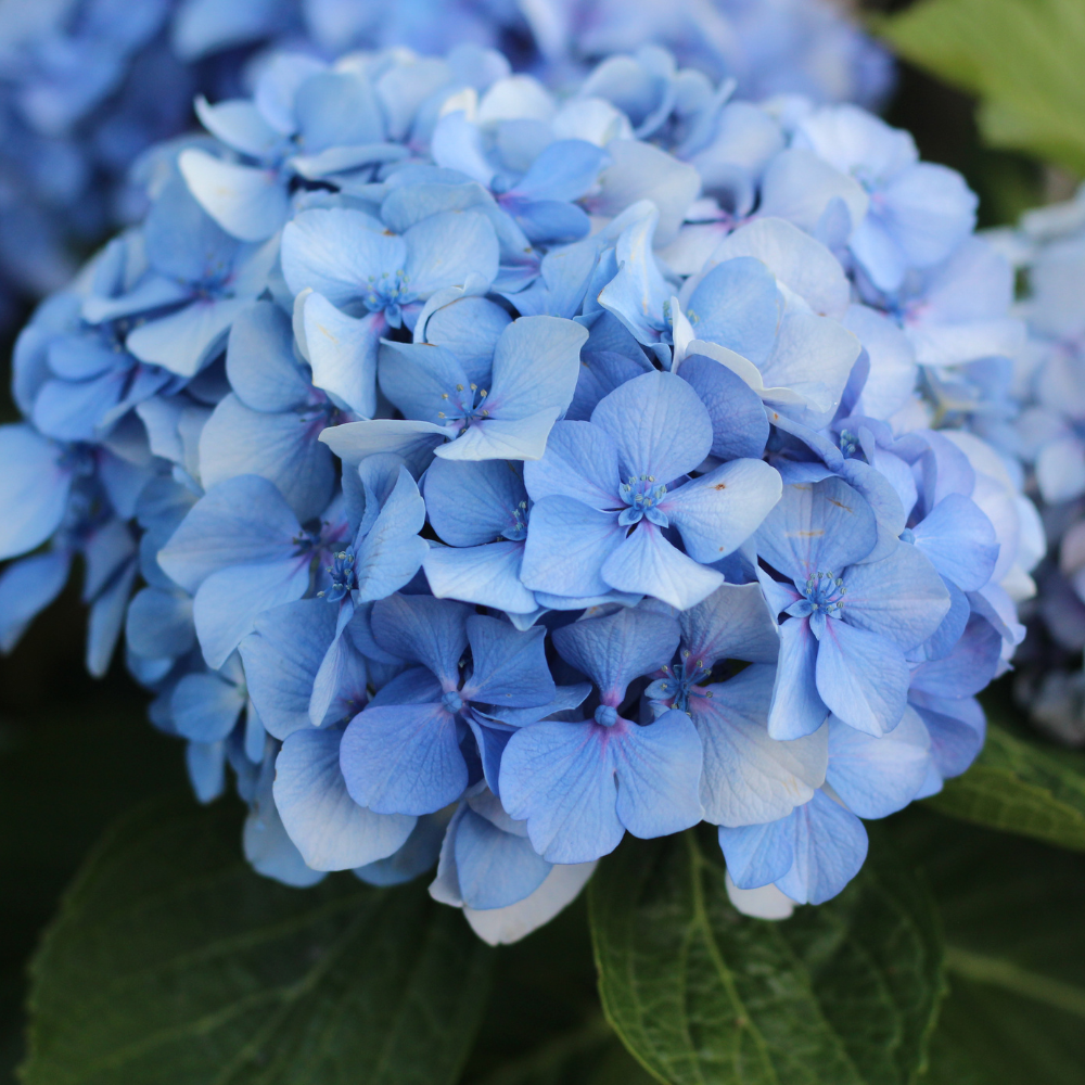 Nikko Blue Hydrangea Shrub Live Plant | Gallon Size Pot | Low Maintenance Flowering Deciduous Plant