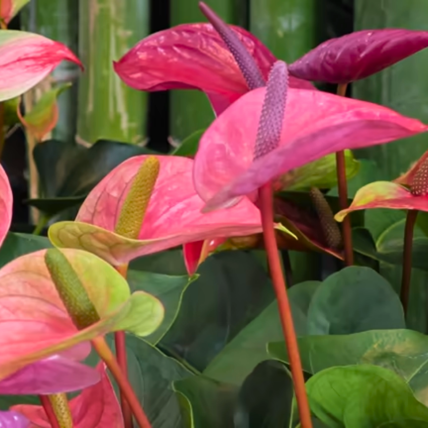 Anthurium Flamingo Flower Plant, Pink Anthurium Plant Live in 4 Inch Pot, Air Purifying Flowering Indoor Houseplant, Home, Room, or Office Décor, Easy to Grow
