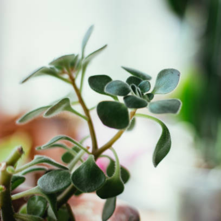 2 Peperomia Incana, Peperomia Plant Live in 4 Inch Pot, Soft-Leaf Indoor Plant for Home Decor, Office Desks and Shelves