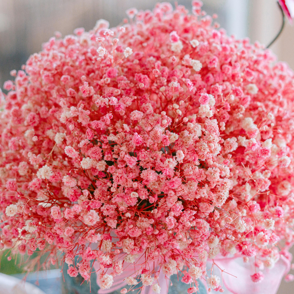 100 Pcs Carmine Baby's Breath Seeds for Planting Outdoors, Non-GMO Heirloom Flowers, Low Maintenance Pink Cloud Blooms for Yard Borders