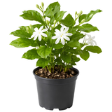 Belle of India Jasmine Plant Live, 4 Inch Tall, Easy Care Indian Jasmine Plant, Fast-Growing, Elegant Fragrant White Flowers for Garden Décor, Patio & Outdoor Spaces