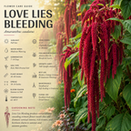 300 Pcs Love Lies Bleeding Amaranth Seeds for Planting Outdoors, Non-GMO Heirloom Flowers, Low Maintenance Red Cascading Blooms for Yard Borders