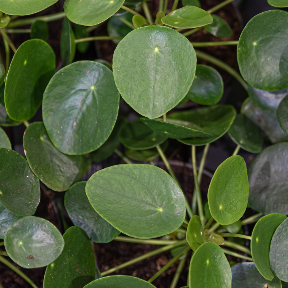 2 Chinese Money Plant Live House Plant in 2 Inch Pot, Pilea Peperomioides Plant Live, Attractive Indoor Greenery for Desks, Shelves & Small Spaces, Real Plants for Home & Office Décor