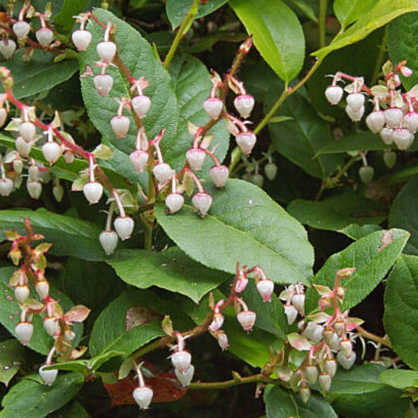 Salal Live Plants, 4 Inch Tall Bare Root Seedlings, Gaultheria Shallon Native Evergreen Shrub, Edible Berry Plant for Landscapes