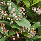 Salal Live Plants, 4 Inch Tall Bare Root Seedlings, Gaultheria Shallon Native Evergreen Shrub, Edible Berry Plant for Landscapes