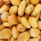 (No Ship to CA, HI, AK) Mallika Mango Trees Live Plants |Sweet Fruit Tree 2.5–3 Ft Tall | Compact Tropical Mango Variety with Rich, Aromatic Fruit | Ideal for Yard, Patio & Warm-Climate Gardens