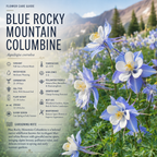 100 Pcs Blue Columbine Seeds for Planting Outdoors, Non-GMO Heirloom Perennial Flowers, Low Maintenance Blue & White Blooms for Shade Yards