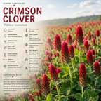 1000 Pcs Crimson Clover Seeds for Planting Outdoors, Non-GMO Heirloom Ground Cover, Cold-Hardy Red Blooms for Yard Borders & Landscapes